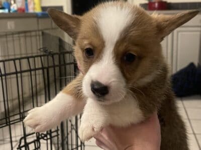Pembroke Welsh Corgi puppies