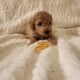 Miniature Poodles Red and Apricot