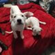 Puppies for sale