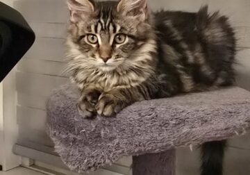 Lily Maine Coon kitten