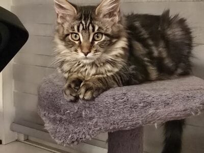 Lily Maine Coon kitten