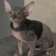 Hairless Peterbald Sphynx
