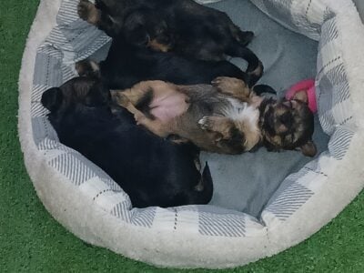 BIEWER TERRIER/YORKIE