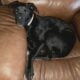 Sm Blk Lab Mix Pup, V Sweet, Female