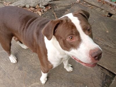 Tank – Pitbull/Lab Mix