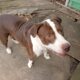 Tank – Pitbull/Lab Mix