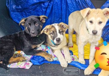 German shepherd mix pups