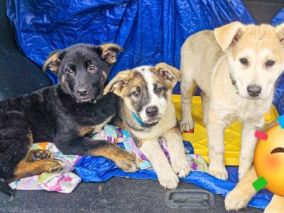 German shepherd mix pups