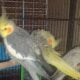 Parakeets/cockatiels