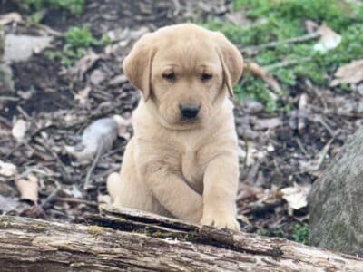 AKC labrador puppies (only males left)