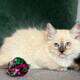 TICA Blue Colorpoint Female