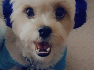 Dog available for rehoming