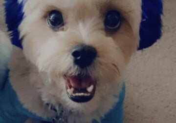Dog available for rehoming
