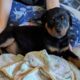 Rotterman Puppies Rottweiler Doberman 10 weeks old