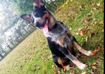 Free dog