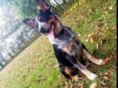 Free dog
