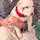 Blue Heeler/Red heeler puppies!