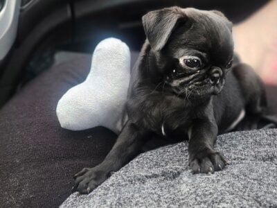 Leon Black Male Pug Puppy