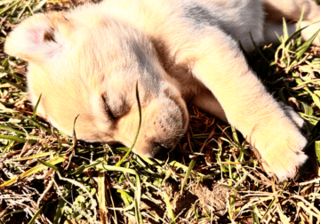 Full Blooded Labrador Retrievers