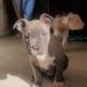 Beautiful Bully Puppy