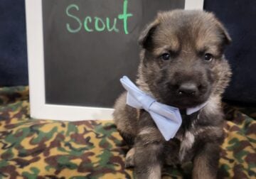 AKC German Shepherd Pups