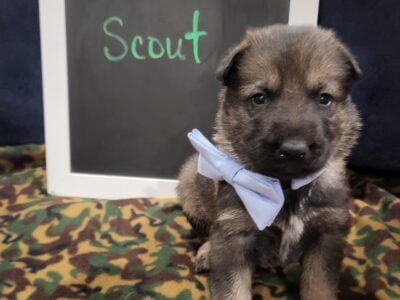 AKC German Shepherd Pups