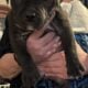 American Bully Catahoula Leopard/Boxer Puppies