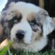AKC Registry of “purebred” Australian Shepherds
