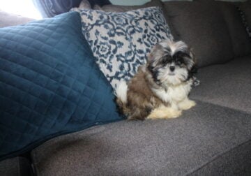 Shih tzu AKC Male