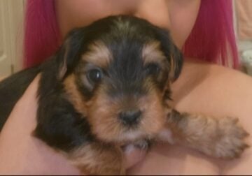Yorkie toy female