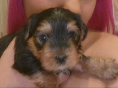 Yorkie toy female
