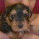 Yorkie toy female