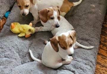 Dachshound 2 female and 2 males that are pieball