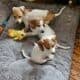 Dachshound 2 female and 2 males that are pieball