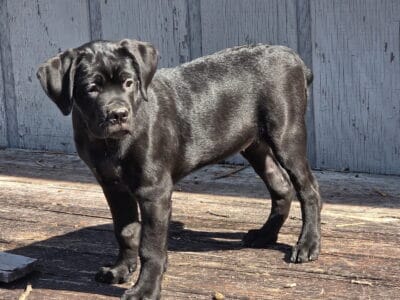 Cane Corso Puppies for Sale