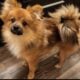 Yorkie-pom