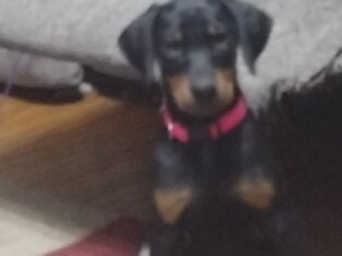 Doberman
