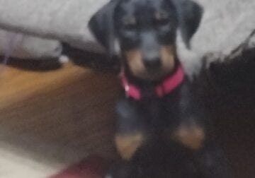 Doberman