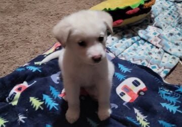 Free Puppies