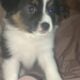 100% pure miniature Australian shepherds.