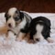 Brawley Miniature American Shepherds
