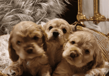 AKC American Cocker Spaniels DOB 1/07/25