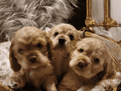 AKC American Cocker Spaniels DOB 1/07/25