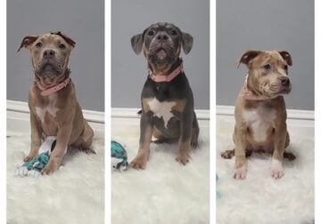 American Bully Puppies