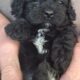 Teddy Bear Puppies!