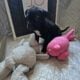 Great Dane Pups