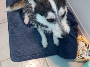 Sweet Pomsky Terrier mix