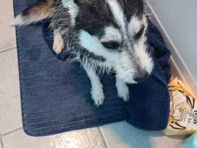 Sweet Pomsky Terrier mix