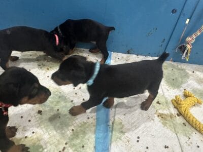 Doberman Pinscher
