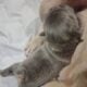Registered Isabella fluffy French bulldog puppies